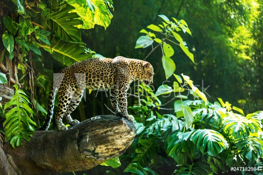 Picture of Leopard on a branch of a large tree in the wild habitat during the day about sunlight